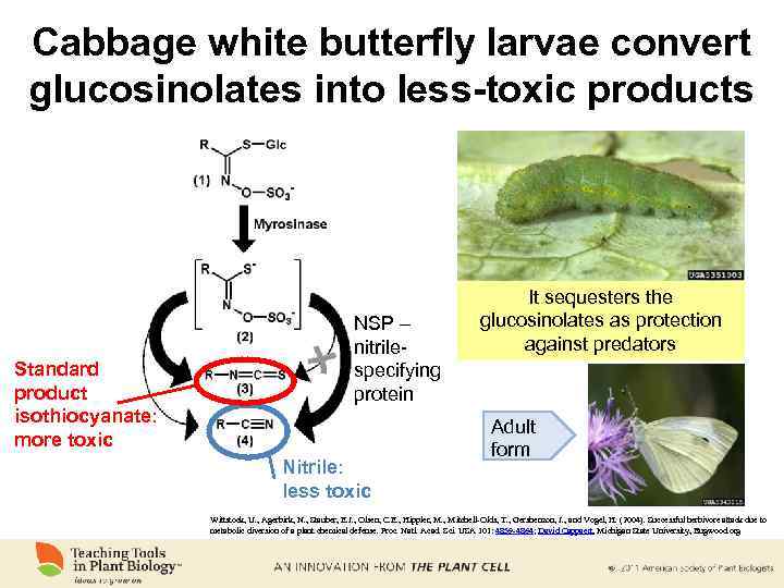 Cabbage white butterfly larvae convert glucosinolates into less-toxic products Standard product isothiocyanate: more toxic