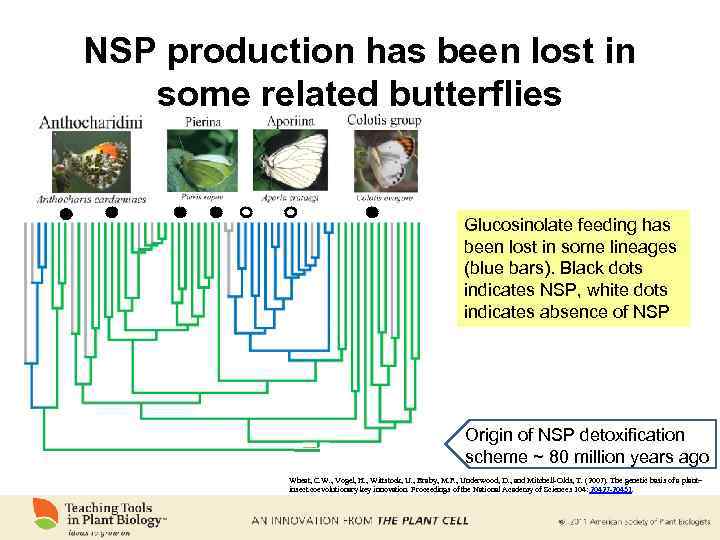 NSP production has been lost in some related butterflies Glucosinolate feeding has been lost