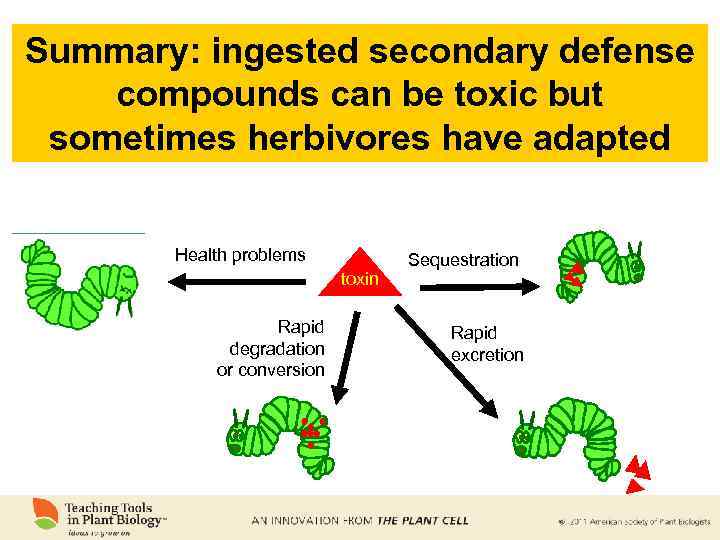 Summary: ingested secondary defense compounds can be toxic but sometimes herbivores have adapted Health