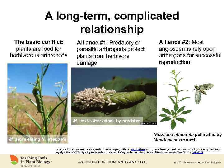 A long-term, complicated relationship The basic conflict: plants are food for herbivorous arthropods Alliance