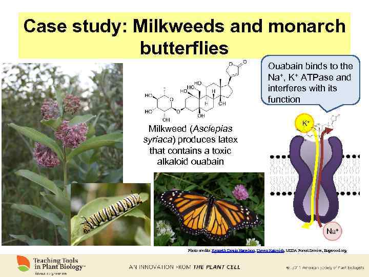 Case study: Milkweeds and monarch butterflies Ouabain binds to the Na+, K+ ATPase and