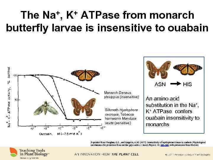 The Na+, K+ ATPase from monarch butterfly larvae is insensitive to ouabain ASN Monarch