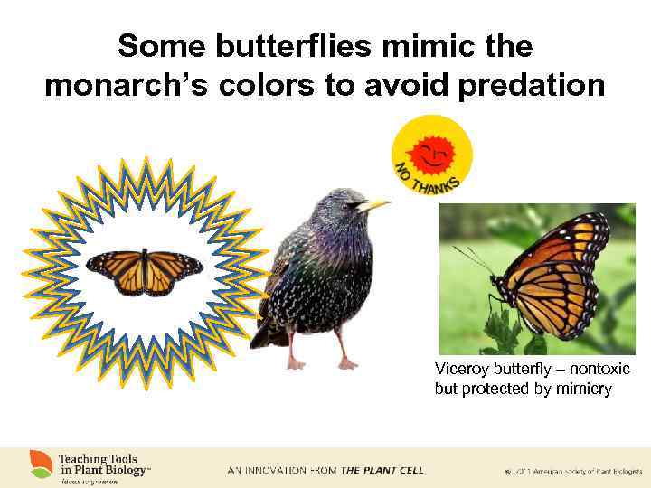 Some butterflies mimic the monarch’s colors to avoid predation Viceroy butterfly – nontoxic but