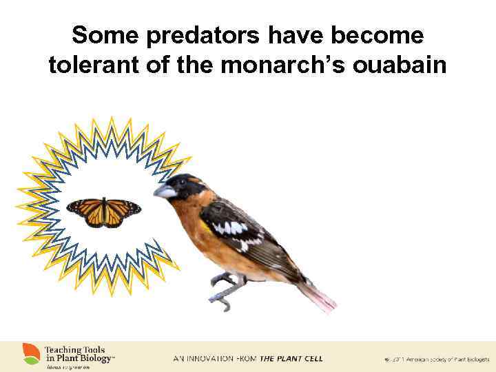 Some predators have become tolerant of the monarch’s ouabain 