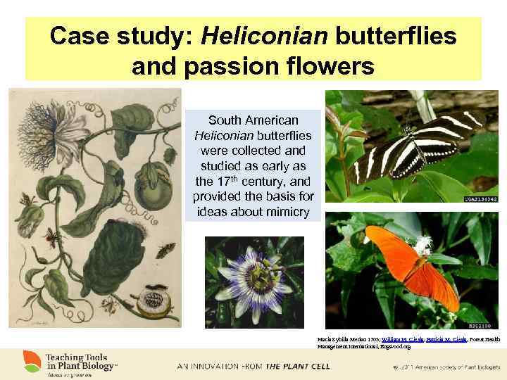 Case study: Heliconian butterflies and passion flowers South American Heliconian butterflies were collected and