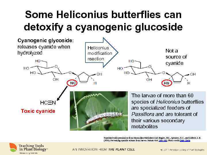 Some Heliconius butterflies can detoxify a cyanogenic glucoside Cyanogenic glycoside: releases cyanide when hydrolyzed