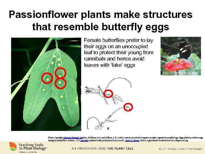 Passionflower plants make structures that resemble butterfly eggs Female butterflies prefer to lay their