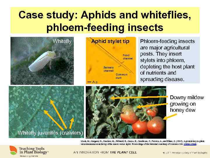 Case study: Aphids and whiteflies, phloem-feeding insects Whitefly Aphid stylet tip Food channel Salivary