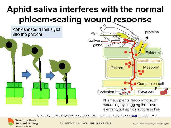 Aphid saliva interferes with the normal phloem-sealing wound response Salivary gland a Gut sal