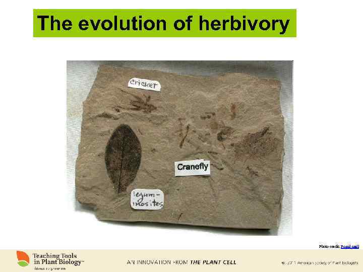 The evolution of herbivory Photo credit: Fossil mall 