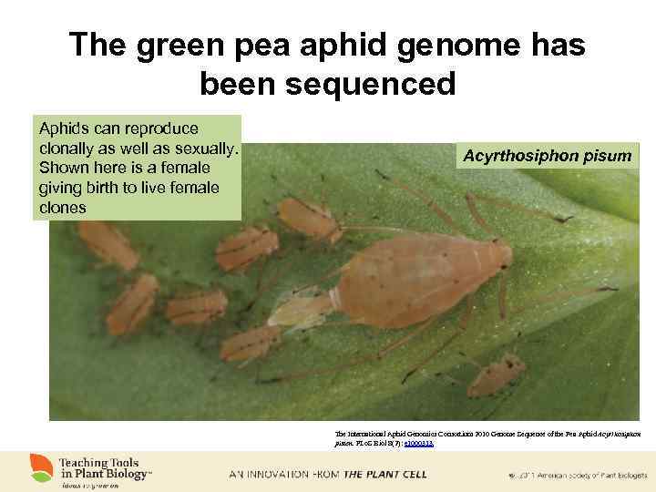 The green pea aphid genome has been sequenced Aphids can reproduce clonally as well