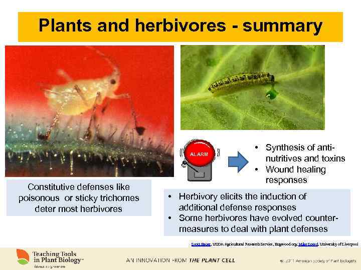 Plants and herbivores - summary ALARM Constitutive defenses like poisonous or sticky trichomes deter