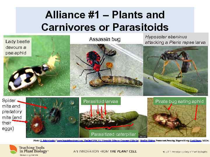 Alliance #1 – Plants and Carnivores or Parasitoids Lady beetle devours a pea aphid