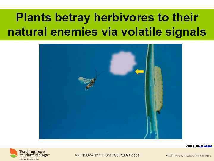 Plants betray herbivores to their natural enemies via volatile signals http: //pb. pharmazie. unihalle.