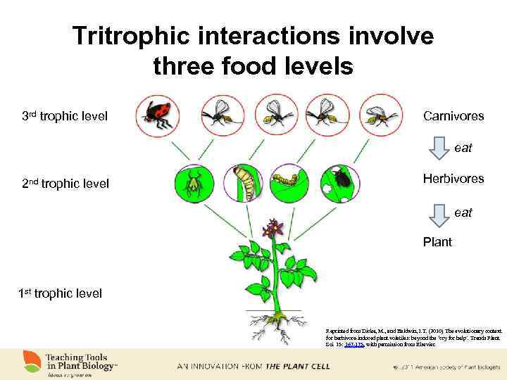 Tritrophic interactions involve three food levels 3 rd trophic level Carnivores eat 2 nd