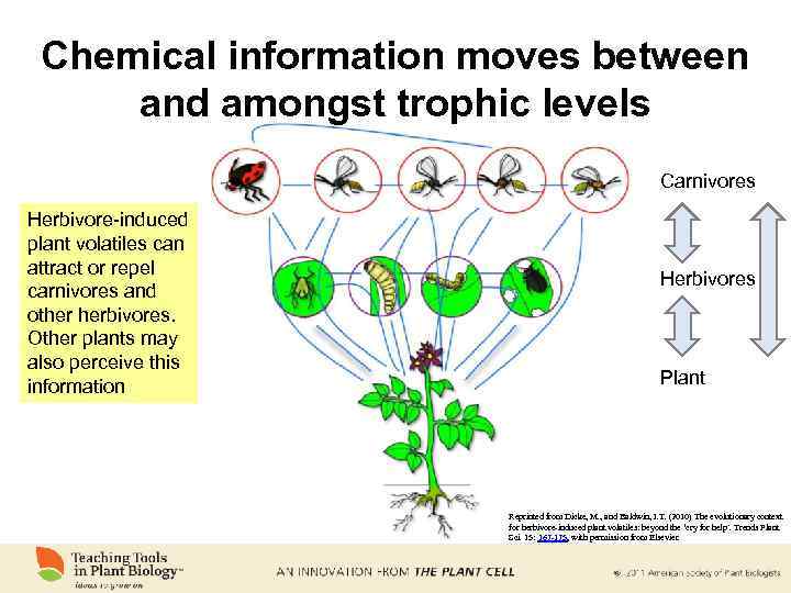 Chemical information moves between and amongst trophic levels Carnivores Herbivore-induced plant volatiles can attract