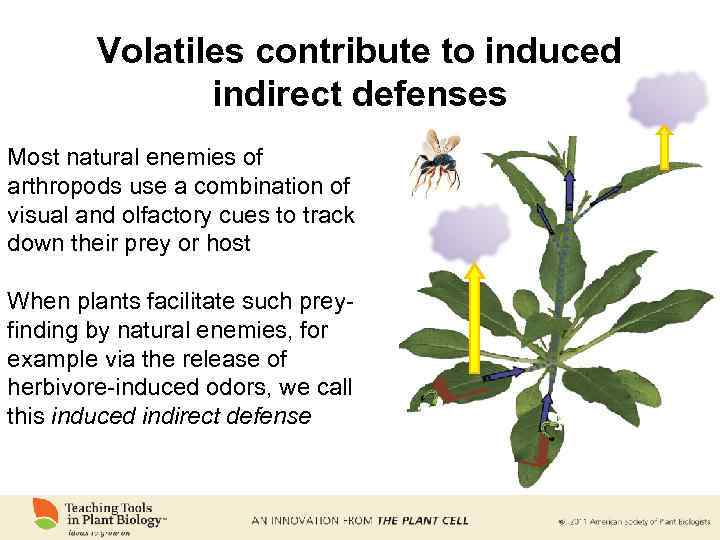 Volatiles contribute to induced indirect defenses Most natural enemies of arthropods use a combination