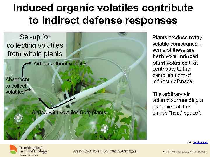 Induced organic volatiles contribute to indirect defense responses Set-up for collecting volatiles from whole