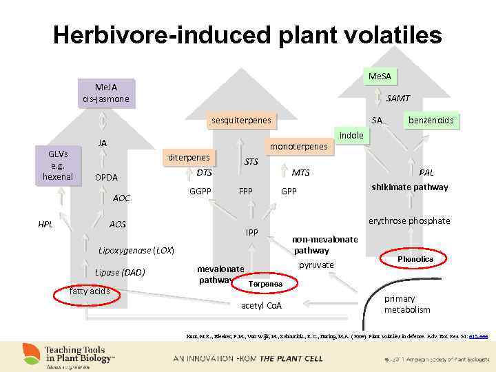 Herbivore-induced plant volatiles Me. SA Me. JA cis-jasmone SAMT sesquiterpenes GLVs e. g. hexenal