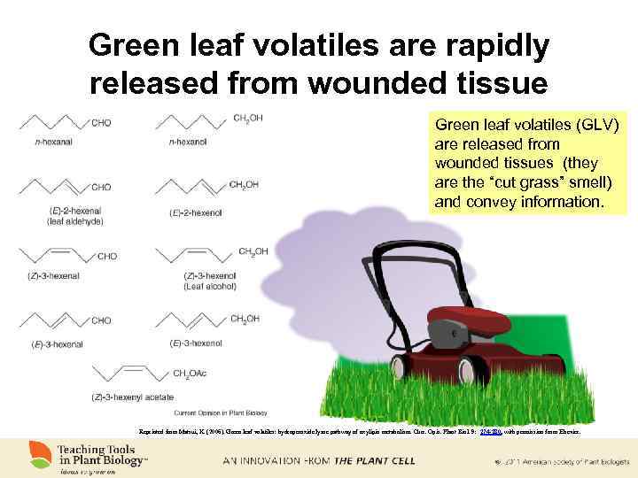 Green leaf volatiles are rapidly released from wounded tissue Green leaf volatiles (GLV) are