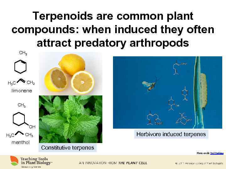 Terpenoids are common plant compounds: when induced they often attract predatory arthropods CH 3