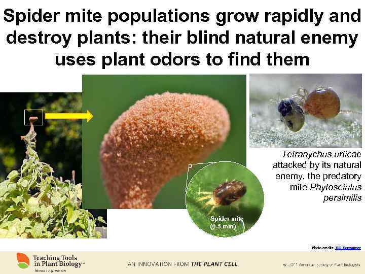 Spider mite populations grow rapidly and destroy plants: their blind natural enemy uses plant