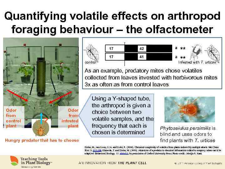 Quantifying volatile effects on arthropod foraging behaviour – the olfactometer control Infested with T.