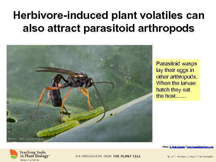 Herbivore-induced plant volatiles can also attract parasitoid arthropods Parasitoid wasps lay their eggs in