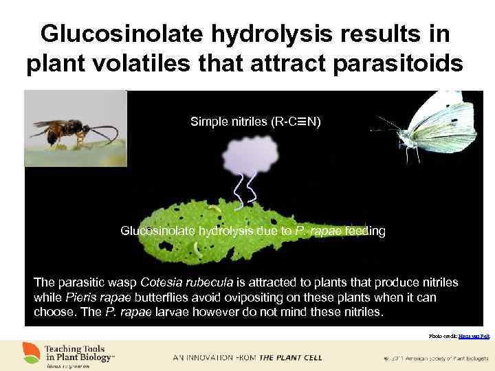 Glucosinolate hydrolysis results in plant volatiles that attract parasitoids Simple nitriles (R-C N) Glucosinolate