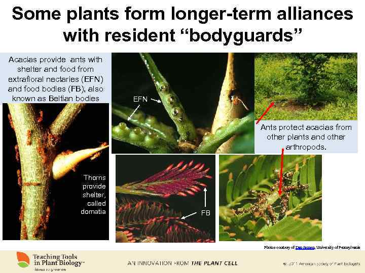 Some plants form longer-term alliances with resident “bodyguards” Acacias provide ants with shelter and