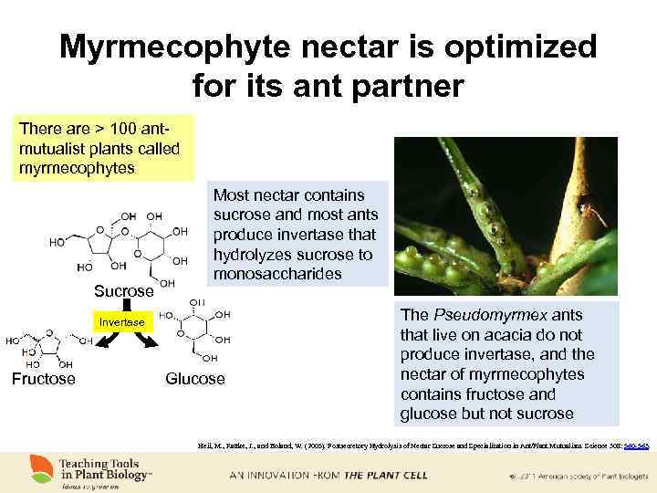 Myrmecophyte nectar is optimized for its ant partner There are > 100 antmutualist plants