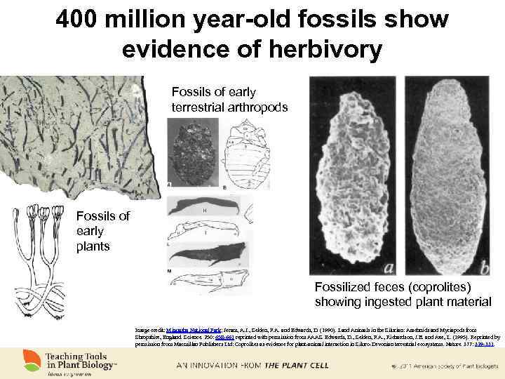 400 million year-old fossils show evidence of herbivory Fossils of early terrestrial arthropods Fossils