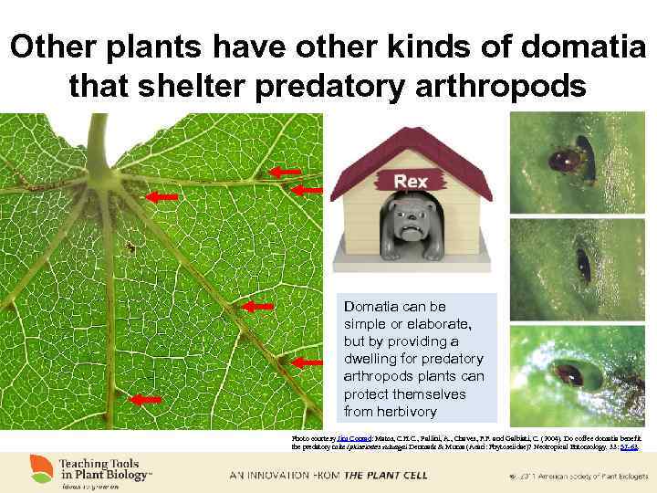 Other plants have other kinds of domatia that shelter predatory arthropods Domatia can be