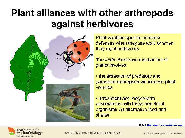 Plant alliances with other arthropods against herbivores Plant volatiles operate as direct defenses when