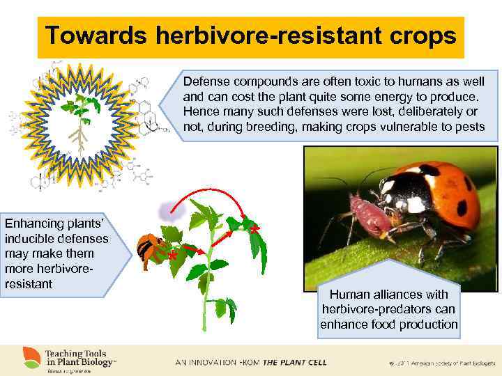 Towards herbivore-resistant crops Defense compounds are often toxic to humans as well and can