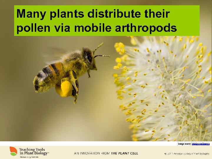 Many plants distribute their pollen via mobile arthropods Image source: Market wallpapers 