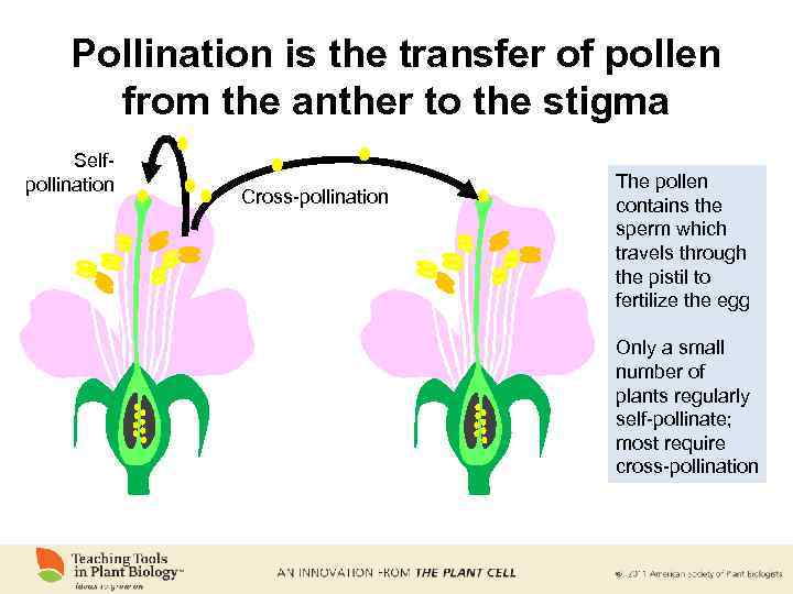 Pollination is the transfer of pollen from the anther to the stigma Selfpollination Cross-pollination