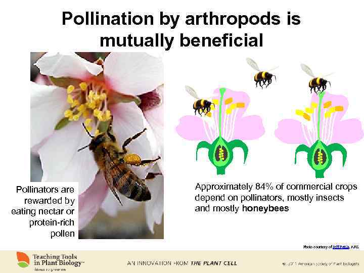 Pollination by arthropods is mutually beneficial Pollinators are rewarded by eating nectar or protein-rich