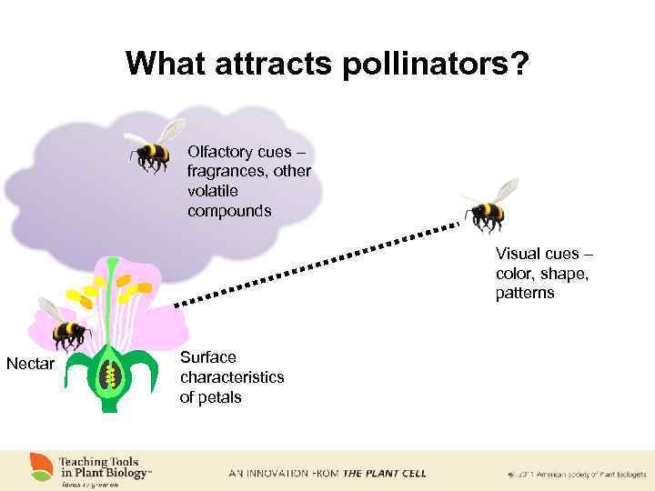 What attracts pollinators? Olfactory cues – fragrances, other volatile compounds Visual cues – color,