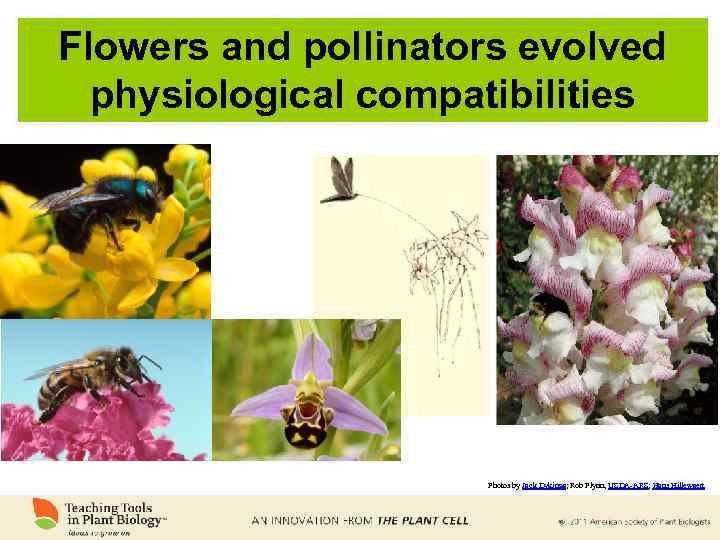 Flowers and pollinators evolved physiological compatibilities Photos by Jack Dykinga; Rob Flynn, USDA-ARS; Hans