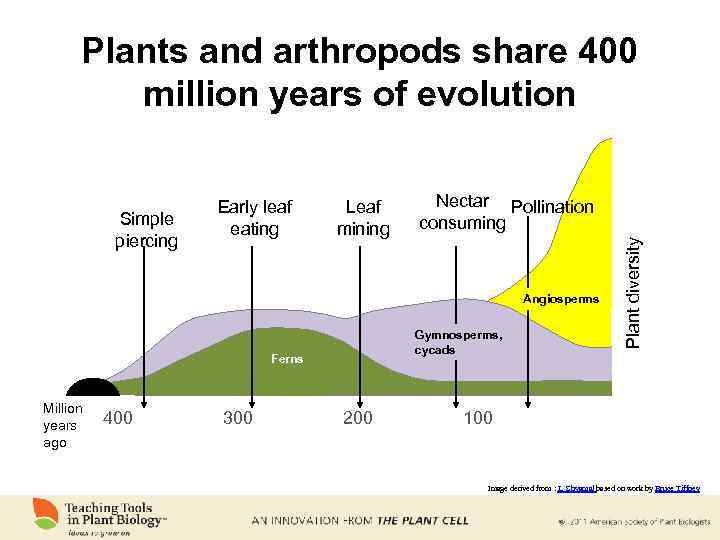 Plants and arthropods share 400 million years of evolution Leaf mining Nectar Pollination consuming