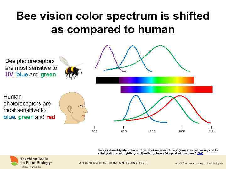 Bee vision color spectrum is shifted as compared to human Bee photoreceptors are most