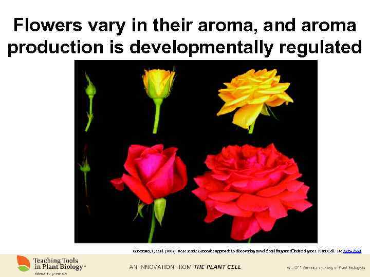 Flowers vary in their aroma, and aroma production is developmentally regulated Guterman, I. ,