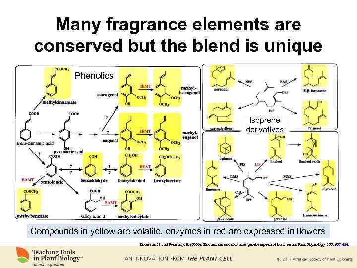 Many fragrance elements are conserved but the blend is unique Phenolics Isoprene derivatives Compounds