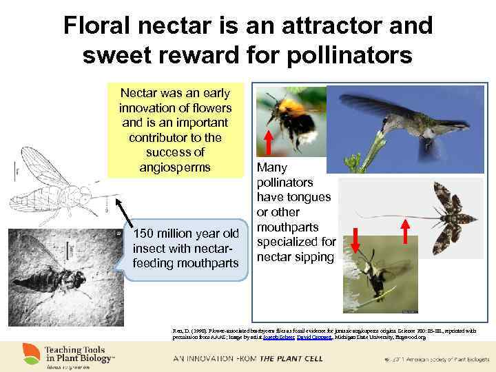 Floral nectar is an attractor and sweet reward for pollinators Nectar was an early