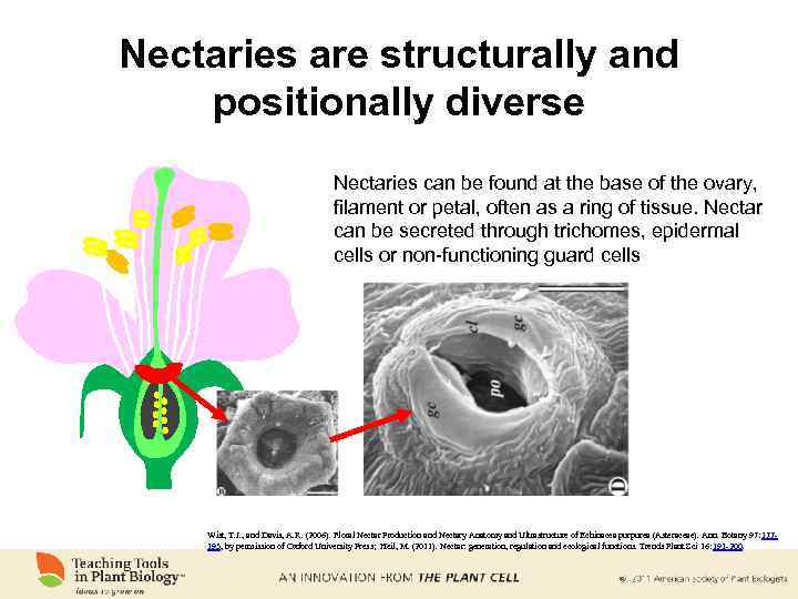 Nectaries are structurally and positionally diverse Nectaries can be found at the base of