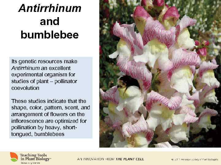 Antirrhinum and bumblebee Its genetic resources make Antirrhinum an excellent experimental organism for studies