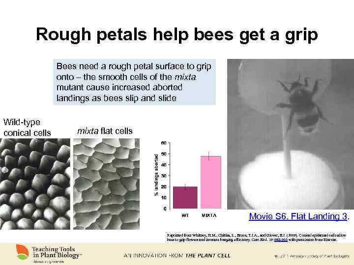 Rough petals help bees get a grip Bees need a rough petal surface to