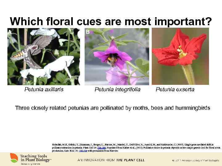 Which floral cues are most important? Petunia axillaris Petunia integrifolia Petunia exserta Three closely