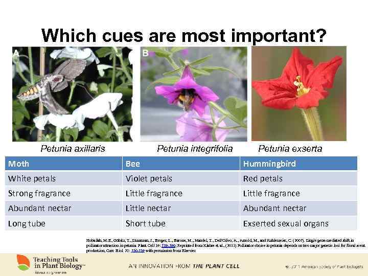 Which cues are most important? Petunia axillaris Petunia integrifolia Petunia exserta Moth Bee Hummingbird